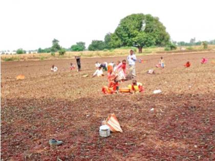 The rate of summer onion cultivation reached the stage of ten thousand | उन्हाळ कांदा लागवडीच्या दराने गाठला दहा हजारांचा टप्पा