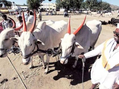 Due to the end of the fodder, the animals are waiting for the market | चारा संपल्याने जनावरांना बाजाराची वाट