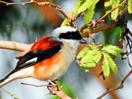 Birds on the Rangala lake, threat to bio-diversity | रंकाळा तलावावरील पक्षी वैभव, जैववैविध्य धोक्यात