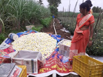 Sugarcane has been planted on the outskirts of sugarcane | ऊसाच्या शिवाराला लागलाय शेवंतीचा लळा, शेतकऱ्यांने २५ गुंठे क्षेत्रावर फुलवली बाग