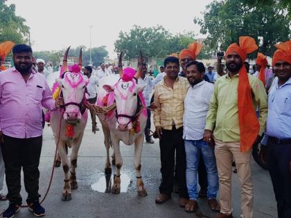 Purchase of bullocks in Nandpur for one and a half lakhs in the village: Promoting importance in modern times; Welcome to the Farmer | नामपूरला दीड लाखात बैलजोडीची खरेदी गावातून मिरवणूक : आधुनिक काळात महत्त्व कायम; शेतकऱ्याचे स्वागत