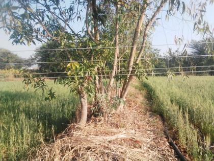 Farmers suffer from flickering lightning | लोंबकळणा-या वीजतारांनी शेतकरी त्रस्त