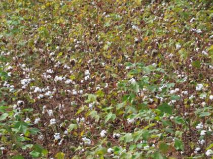 The rainy season on one and a half thousand hectares | दीड हजार हेक्टरवर बरसला अवकाळी The rainy season on one and a half thousand hectares | दीड हजार हेक्टरवर बरसला अवकाळी