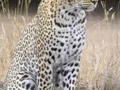 Leopard infestation in Taloda taluka | तळोदा तालुक्यात बिबट्याचा धुमाकूळ Leopard infestation in Taloda taluka | तळोदा तालुक्यात बिबट्याचा धुमाकूळ