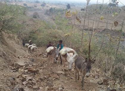 Use of donkeys for transportation of goods | वस्तू वाहतुकीसाठी गाढवांचा वापर Use of donkeys for transportation of goods | वस्तू वाहतुकीसाठी गाढवांचा वापर
