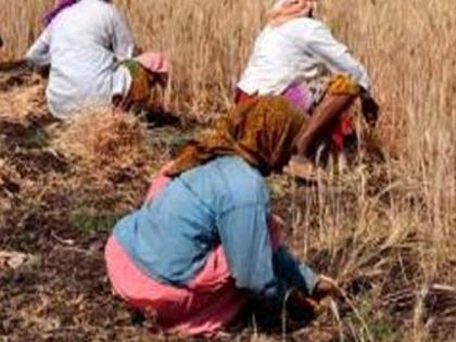 The harvesting experiment for crop insurance came in the final stage | पीक विम्यासाठी कापणी प्रयोग आले अंतीम टप्प्यात