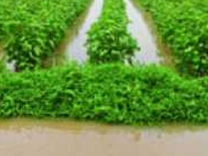 The district faces a surge of drought despite the drought | जिल्ह्याला ओल्या दुष्काळाची किनार तरीही वाढीव पैसेवारीचा भार The district faces a surge of drought despite the drought | जिल्ह्याला ओल्या दुष्काळाची किनार तरीही वाढीव पैसेवारीचा भार
