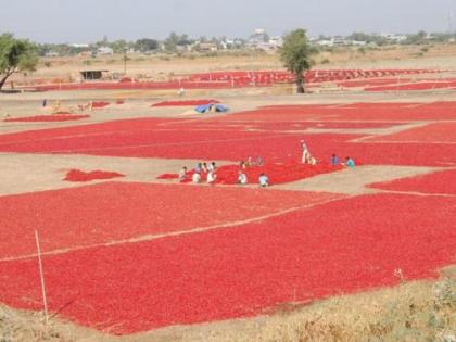 Because there is no coming, the chilli flush is falling this time | आवक नसल्याने मिरचीची लाली यंदा पडतेय फिकी