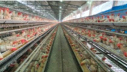 20,000 hens die in Navapur | नवापुरात 20 हजार कोंबड्यांचा मृत्यू 20,000 hens die in Navapur | नवापुरात 20 हजार कोंबड्यांचा मृत्यू