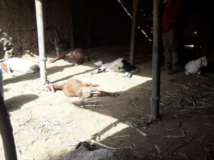 Death of five goats killed by unknown animal | अज्ञात हिंस्र प्राण्याच्या हल्ल्यात पाच बकऱ्यांचा मृत्यू