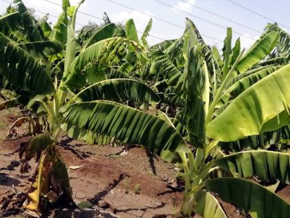 Parbhani: Banana gardens hit the rising temperature | परभणी : वाढत्या तापमानाचा केळीच्या बागांना फटका