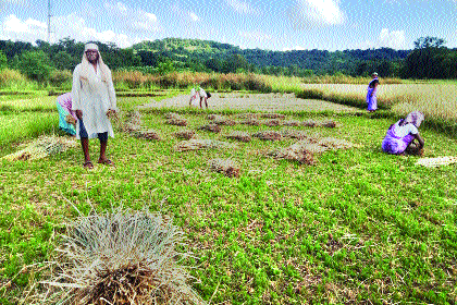 Fifty percent of the crop that comes in handcuffs is wasted | हातातोंडाशी आलेले पन्नास टक्के पीक वाया