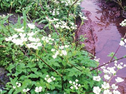 Cass flower Plateau thrive ..! | कास पुष्प पठाराला वेध बहरण्याचे..!