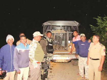 The forest department rescued a leopard stuck in a noose at Achara Parwadi in Sindhudurga | Sindhudurg News: फासकीत अडकलेल्या बिबट्याची केली सुटका, ग्रामस्थांची सतर्कता, अज्ञाताविरोधात गुन्हा 