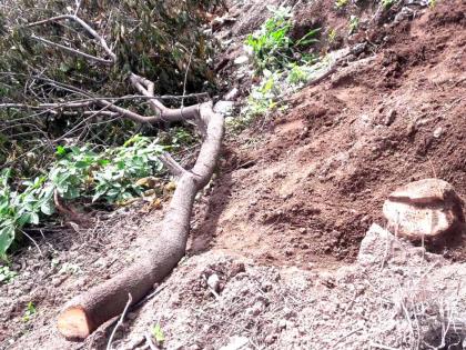 Theft of sandalwood trees in Thangaon | ठाणगाव येथे चंदनाच्या झाडांची चोरी