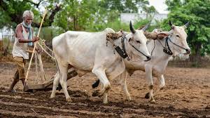 Waiting for rain at Rajapur | राजापूर येथे पावसाची प्रतीक्षा