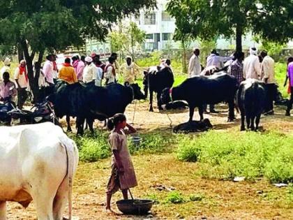 ‘No Mask, No Physical Distinction’ in the cattle market | गुरांच्या बाजारात ‘ना मास्क, ना फिजिकल डिस्टन्सिंग’चे पालन