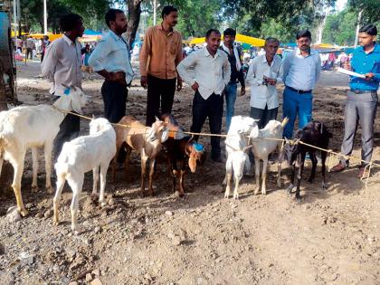 Farmers undertook livelihood purchase under livelihood initiative | उपजीविका उपक्रमांतर्गत शेतकºयांनी केली पशुधन खरेदी