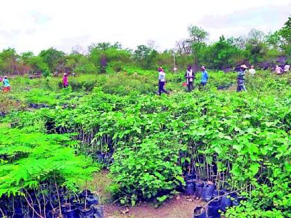 Throughout the summer they have survived the tree | भर उन्हाळ्यातही त्यांनी जगविले वृक्ष