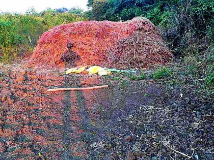 In the soybean field in the absence of the road, it is in the field | रस्त्याअभावी सोयाबीन शेतातच