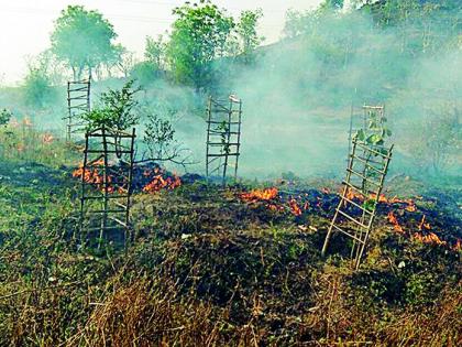 Roadside firefighters | रस्त्यालगतची झाडे आगीच्या भक्ष्यस्थानी