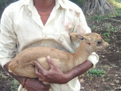 Deer padas received livestock | हरणाचे पाडसाला मिळाले जीवदान