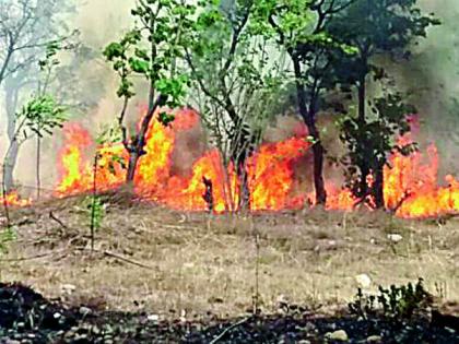 Beharkirkh in Firewood Forest Tourism | पांढरकवडाचे वन पर्यटन स्थळ आगीत बेचिराख