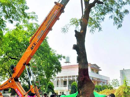 The first experiment of tree reconstruction | वृक्ष पुनर्रोपणाचा पहिला प्रयोग