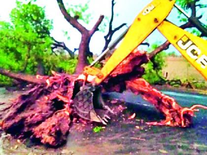 Help on tree collapses | रस्त्यावर झाड कोसळल्यास मदत