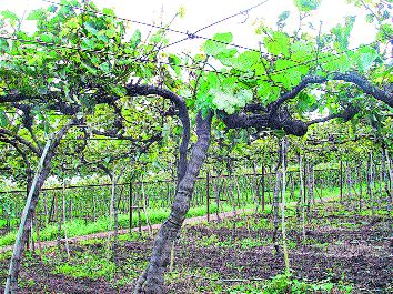  Grape Disease Disease | गारपिटीमुळे द्राक्षबागांना रोगाचा धोका