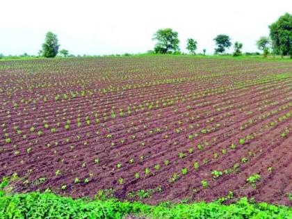 Tell me, Bholanath, will it rain? ... so you will not get seeds for double sowing | सांग सांग भोलानाथ पाऊस पडेल काय? ...तर दुबार पेरणीसाठी बियाणे मिळणार नाही