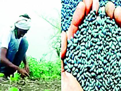 13 thousand 798 farmers in the district will get fertilizer and seeds on the dam! | जिल्ह्यातील 13 हजार 798 शेतकऱ्यांना बांधावर मिळणार खत आणि बियाणे ! 13 thousand 798 farmers in the district will get fertilizer and seeds on the dam! | जिल्ह्यातील 13 हजार 798 शेतकऱ्यांना बांधावर मिळणार खत आणि बियाणे !