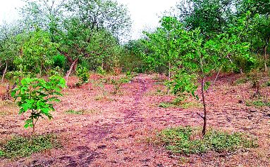  Rearing up to 16,000 trees for four years | चार वर्षांपासून १६ हजार झाडांचे संगोपन