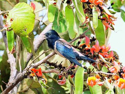 Thousands of birds arrived in Nagpur from Turkistan | तुर्कस्तानातून नागपुरात आल्या हजारो पळसमैना