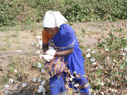 Cotton growers will get bonus in Gujarat, not in Maharashtra | कापूस उत्पादकांना गुजरातमध्ये बोनस, महाराष्ट्रात ठेंगा