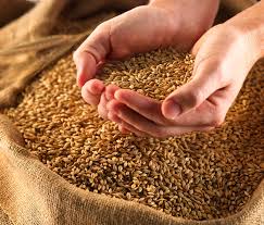 Thumb compulsion now for transparent grain distribution | राज्यात धान्याच्या पारदर्शक वितरणासाठी आता अंगठा सक्तीचा