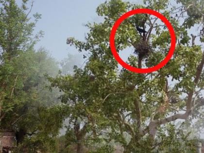 This year's crow`s nest is taller; Less sign of rain | यंदा कावळ्यांची घरटी अधिक उंच; कमी पावसाचा संकेत