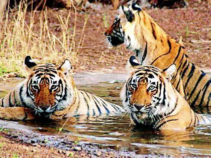 In the Vidharbha region, forest department exercises for the desires of Tiger | विदर्भात वाघांच्या तृष्णेसाठी वनविभागाची कसरत