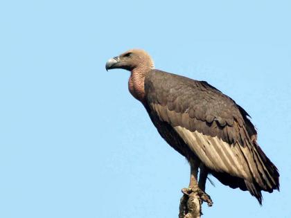 Rare vultures found in the Janakpur area of ​​Chandrapur | चंद्रपूरच्या जनकापूर परिसरात आढळले दुर्मिळ गिधाड