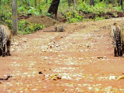 Two tigers fight for tigress in Chandrapur district | चंद्रपूर जिल्ह्यात वाघिणीसाठी दोन वाघांची झुंज