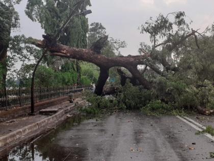 Heavy rains in Kolhapur | कोल्हापुरात वळवाचा जोरदार पाऊस, सहा ठिकाणी झाडे पडली