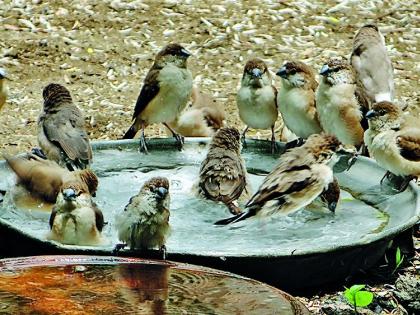 Bird habitat in cement forest | सिमेंटच्या जंगलात पक्ष्यांचा अधिवास