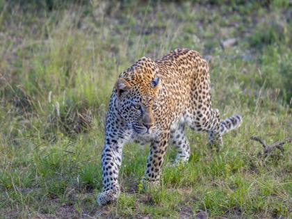 pune news leopard sighting in a mountain village in the Kolwan valley | कोळवण खोऱ्यातील डोंगरगावात बिबट्याचे दर्शन pune news leopard sighting in a mountain village in the Kolwan valley | कोळवण खोऱ्यातील डोंगरगावात बिबट्याचे दर्शन