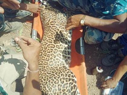 Leopard confiscated in Achalpur taluka in Amravati district | अमरावती जिल्ह्यात अचलपूर तालुक्यातील खैरी शिवारात बिबट जेरबंद