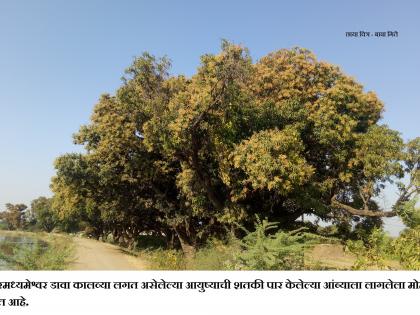 Mango grew ... | आंबा बहरला...