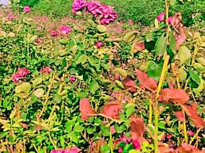 Excessive damage to floriculture due to lockdown | लॉकडाउनमुळे फुलशेतीचे अतोनात नुकसान