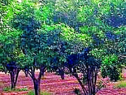 Rain showers in Dhamangaon | धामणगावात बरसल्या जलधारा Rain showers in Dhamangaon | धामणगावात बरसल्या जलधारा
