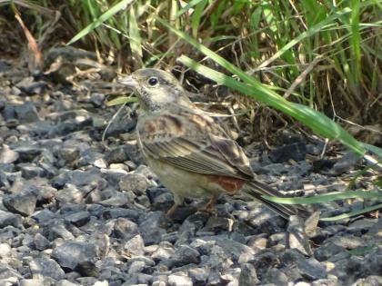 Rekhi bird is found first time in the Vidarbha | रेखी रेडवा पक्ष्याची विदर्भात पहिल्यांदा नोंद