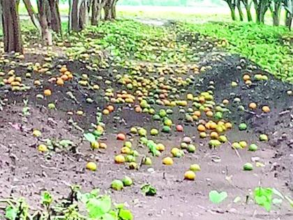 Loss of billions of fruits of mango | आंबियाची फळगळ कोट्यवधींचे नुकसान