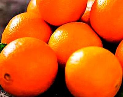 Orange processing projects are not needed | संत्रा प्रक्रिया प्रकल्प गरजेचा